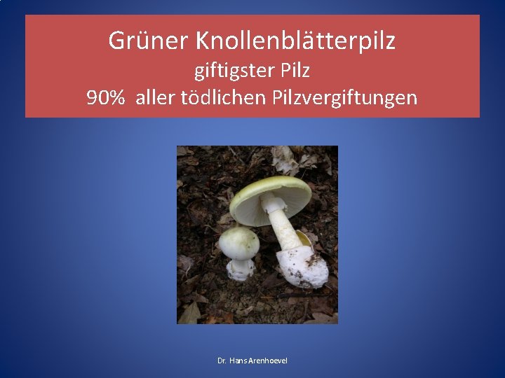 Grüner Knollenblätterpilz giftigster Pilz 90% aller tödlichen Pilzvergiftungen Dr. Hans Arenhoevel 