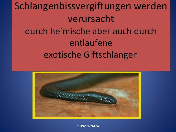 Schlangenbissvergiftungen werden verursacht durch heimische aber auch durch entlaufene exotische Giftschlangen Dr. Hans Arenhoevel