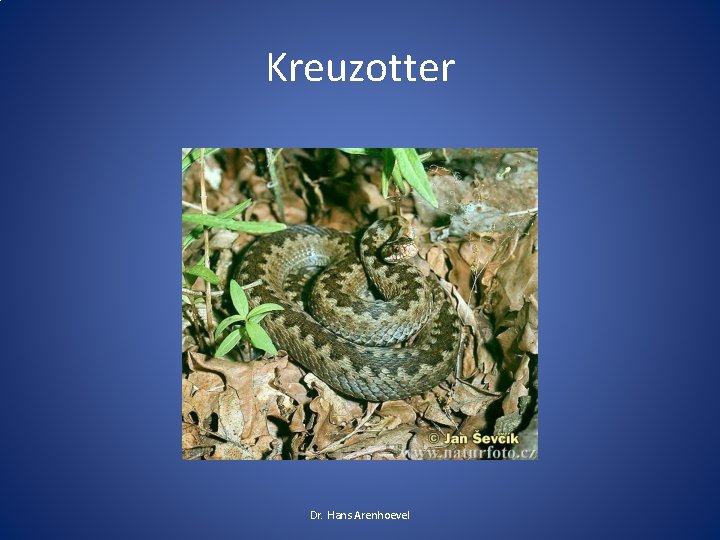 Kreuzotter Dr. Hans Arenhoevel Kreuzotter Dr. Hans Arenhoevel