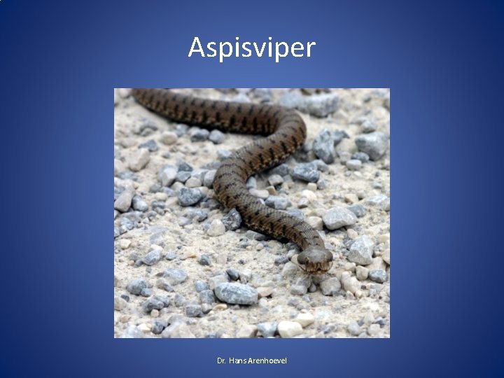 Aspisviper Dr. Hans Arenhoevel 