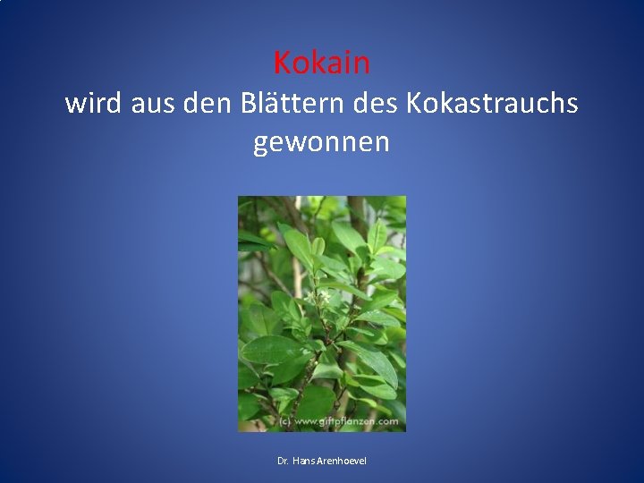 Kokain wird aus den Blättern des Kokastrauchs gewonnen Dr. Hans Arenhoevel Kokain wird aus den Blättern des Kokastrauchs gewonnen Dr. Hans Arenhoevel