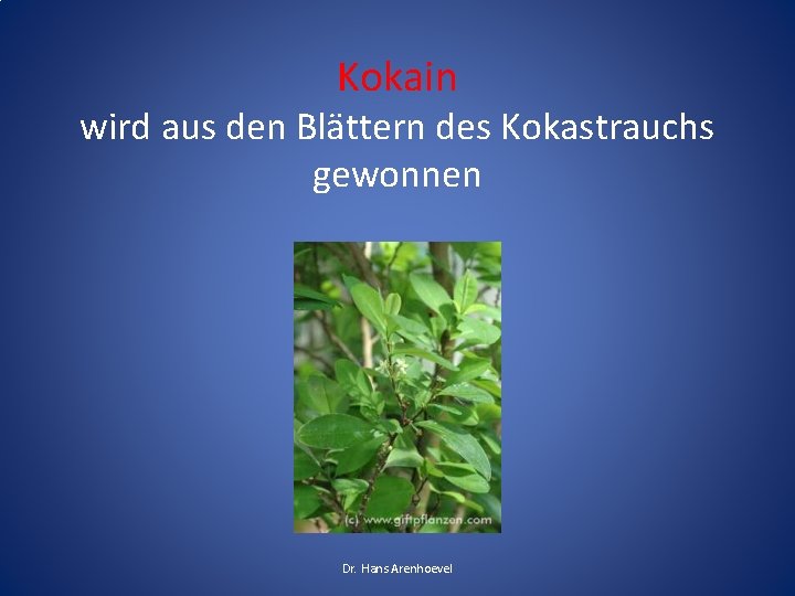 Kokain wird aus den Blättern des Kokastrauchs gewonnen Dr. Hans Arenhoevel 