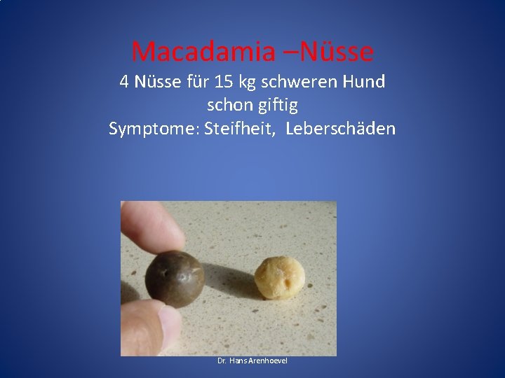 Macadamia –Nüsse 4 Nüsse für 15 kg schweren Hund schon giftig Symptome: Steifheit, Leberschäden