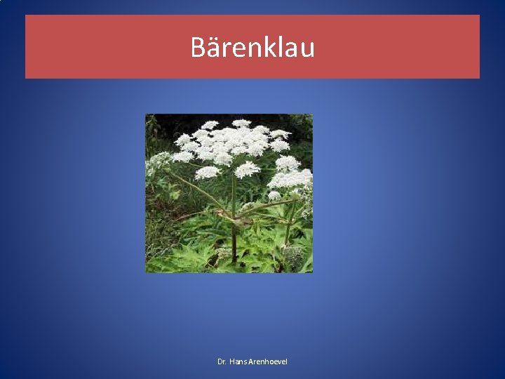 Bärenklau Dr. Hans Arenhoevel Bärenklau Dr. Hans Arenhoevel