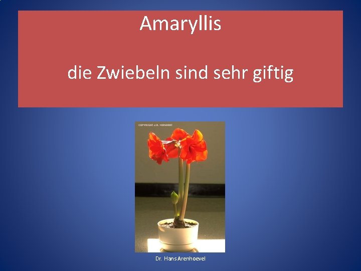 Amaryllis die Zwiebeln sind sehr giftig Dr. Hans Arenhoevel 