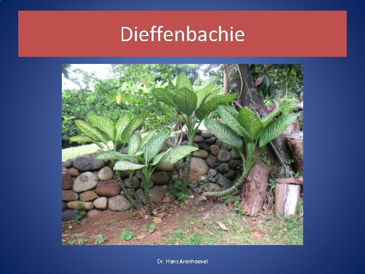 Dieffenbachie Dr. Hans Arenhoevel Dieffenbachie Dr. Hans Arenhoevel