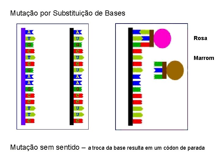 Mutação por Substituição de Bases Rosa Marrom Verde Azul Amarelo Mutação sem sentido –