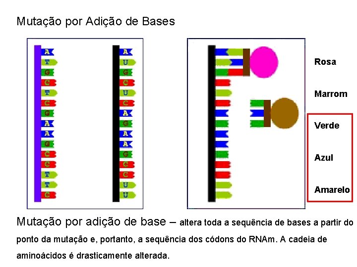 Mutação por Adição de Bases Rosa Marrom Verde Azul Amarelo Mutação por adição de