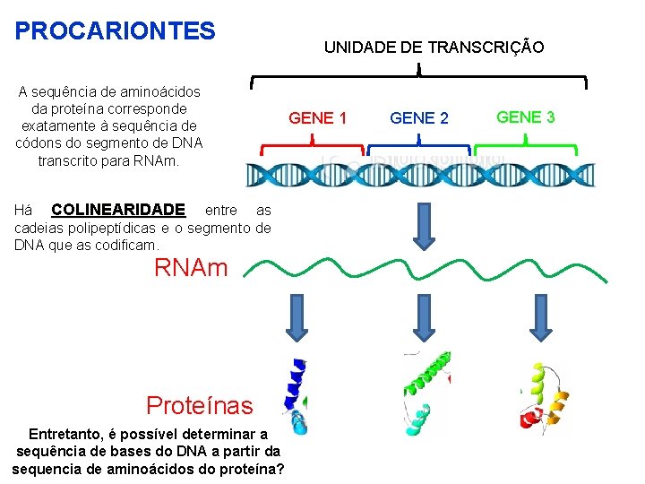 PROCARIONTES A sequência de aminoácidos da proteína corresponde exatamente à sequência de códons do