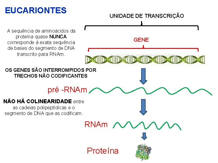 EUCARIONTES UNIDADE DE TRANSCRIÇÃO A sequência de aminoácidos da proteína quase NUNCA corresponde à