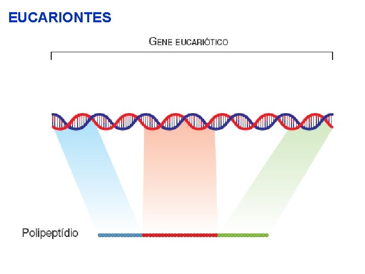 EUCARIONTES 