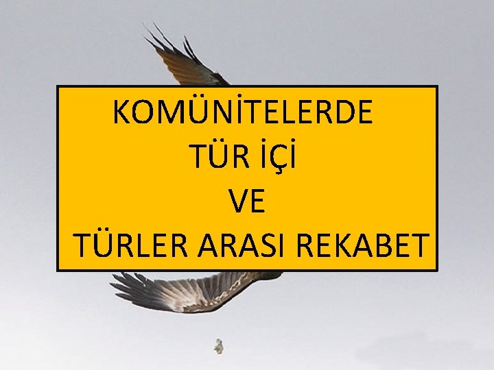 KOMÜNİTELERDE TÜR İÇİ VE TÜRLER ARASI REKABET 