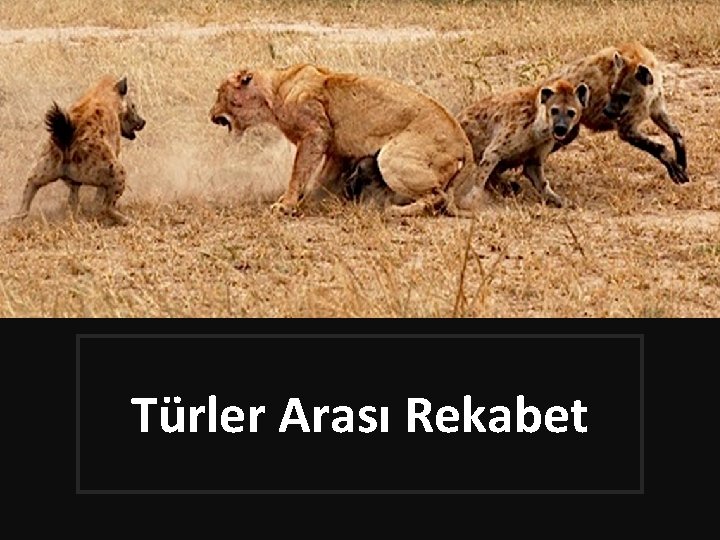 Türler Arası Rekabet 