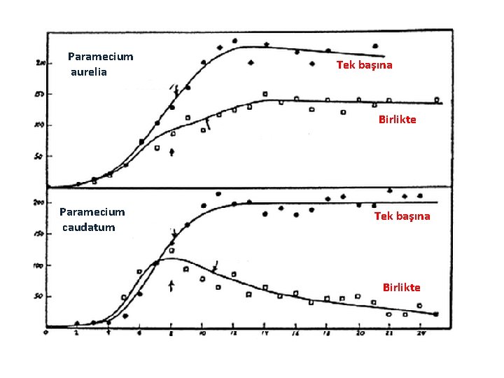 Paramecium aurelia Tek başına Birlikte Paramecium caudatum Tek başına Birlikte 