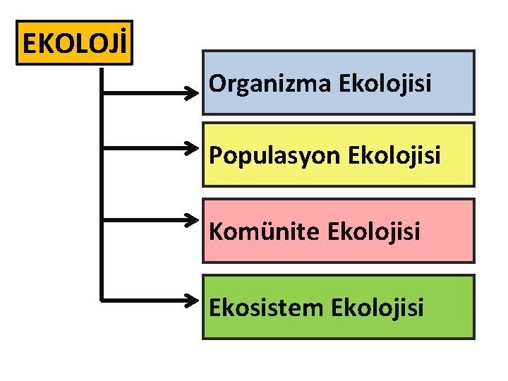 EKOLOJİ Organizma Ekolojisi Populasyon Ekolojisi Komünite Ekolojisi Ekosistem Ekolojisi 