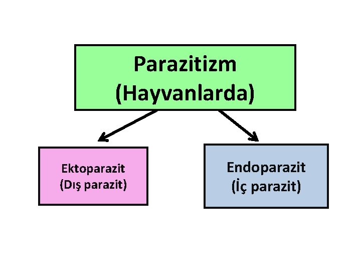 Parazitizm (Hayvanlarda) Ektoparazit (Dış parazit) Endoparazit (İç parazit) 