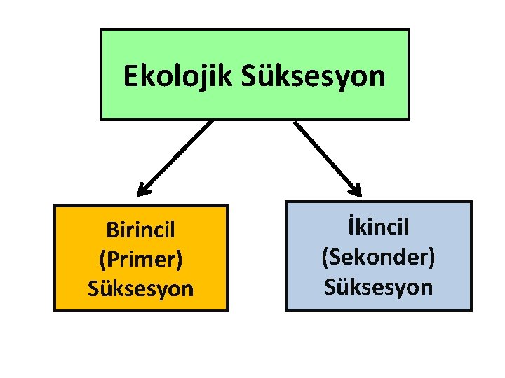 Ekolojik Süksesyon Birincil (Primer) Süksesyon İkincil (Sekonder) Süksesyon 