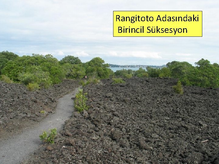 Rangitoto Adasındaki Birincil Süksesyon 