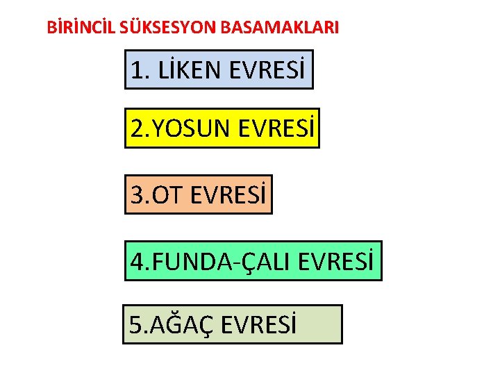 BİRİNCİL SÜKSESYON BASAMAKLARI 1. LİKEN EVRESİ 2. YOSUN EVRESİ 3. OT EVRESİ 4. FUNDA-ÇALI