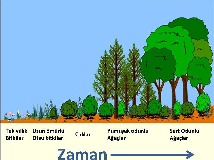 Tek yıllık Uzun ömürlü Bitkiler Otsu bitkiler Çalılar Yumuşak odunlu Ağaçlar Zaman Sert Odunlu