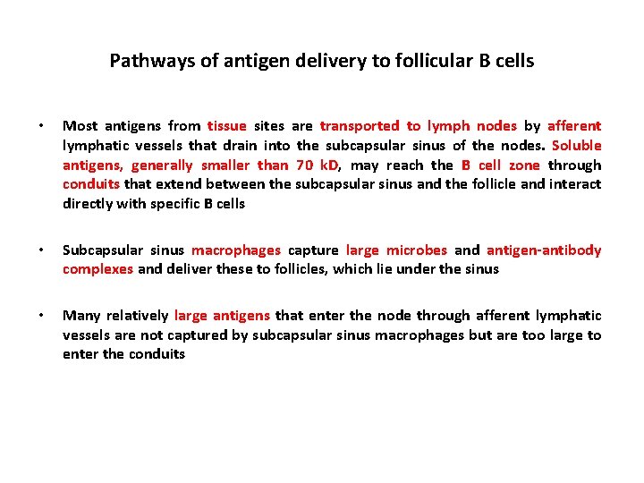 Pathways of antigen delivery to follicular B cells • Most antigens from tissue sites