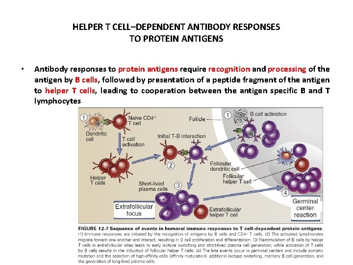 HELPER T CELL–DEPENDENT ANTIBODY RESPONSES TO PROTEIN ANTIGENS • Antibody responses to protein antigens