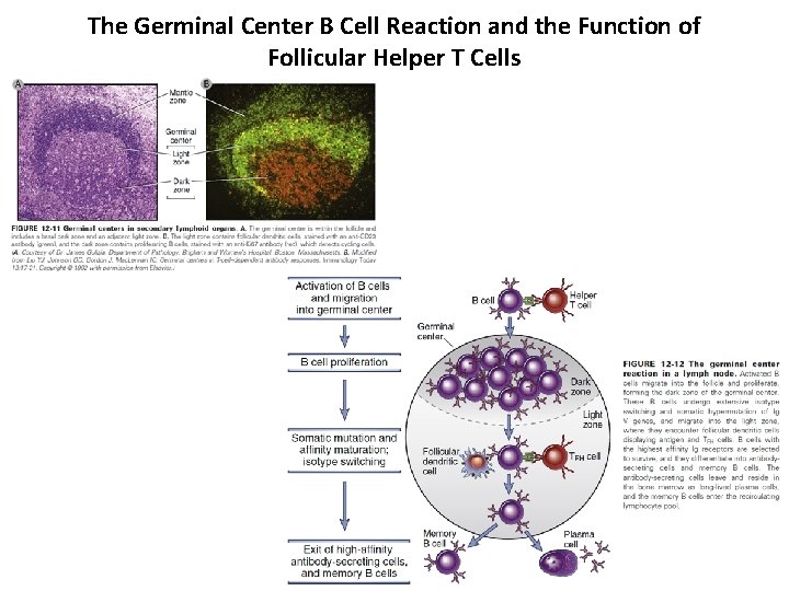 The Germinal Center B Cell Reaction and the Function of Follicular Helper T Cells