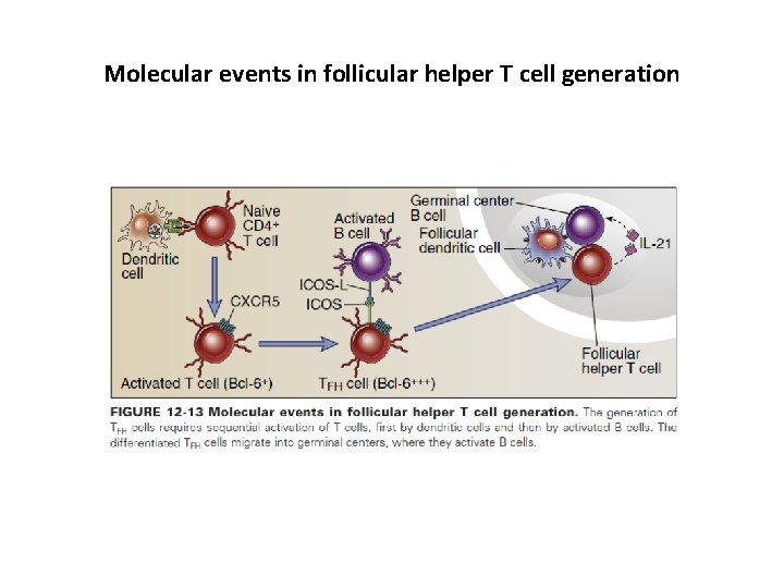 Molecular events in follicular helper T cell generation 