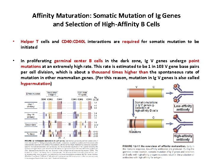Affinity Maturation: Somatic Mutation of Ig Genes and Selection of High-Affinity B Cells •