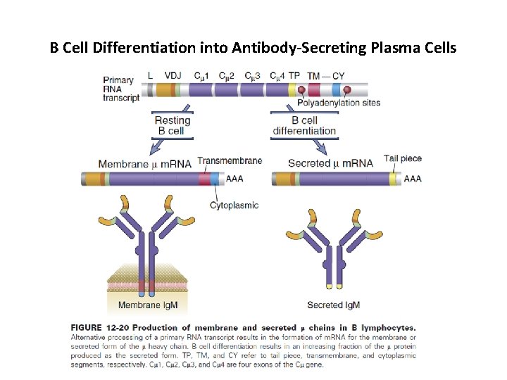 B Cell Differentiation into Antibody-Secreting Plasma Cells 