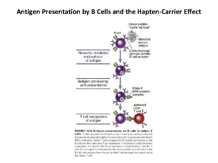 Antigen Presentation by B Cells and the Hapten-Carrier Effect 