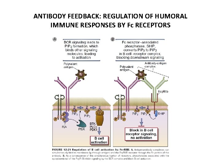 ANTIBODY FEEDBACK: REGULATION OF HUMORAL IMMUNE RESPONSES BY Fc RECEPTORS 