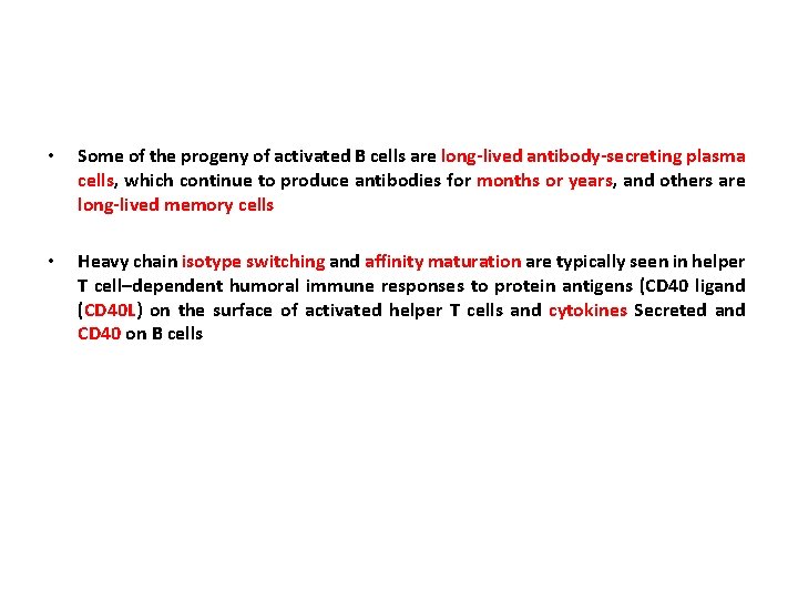  • Some of the progeny of activated B cells are long-lived antibody-secreting plasma