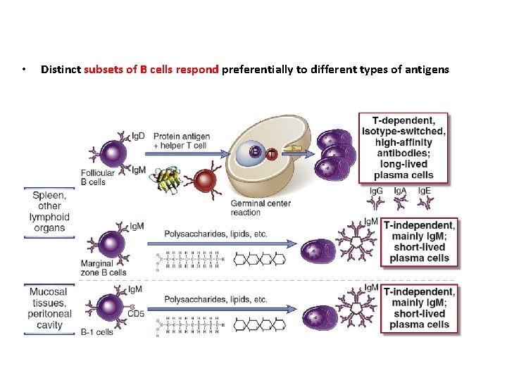 • Distinct subsets of B cells respond preferentially to different types of antigens