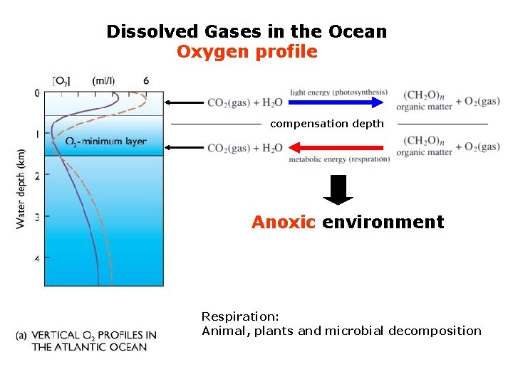 Dissolved Gases in the Ocean Oxygen profile compensation depth Anoxic environment Respiration: Animal, plants