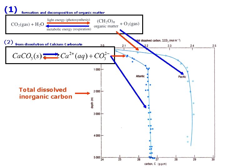 (1) (2) formation and decomposition of organic matter from dissolution of Calcium Carbonate Total