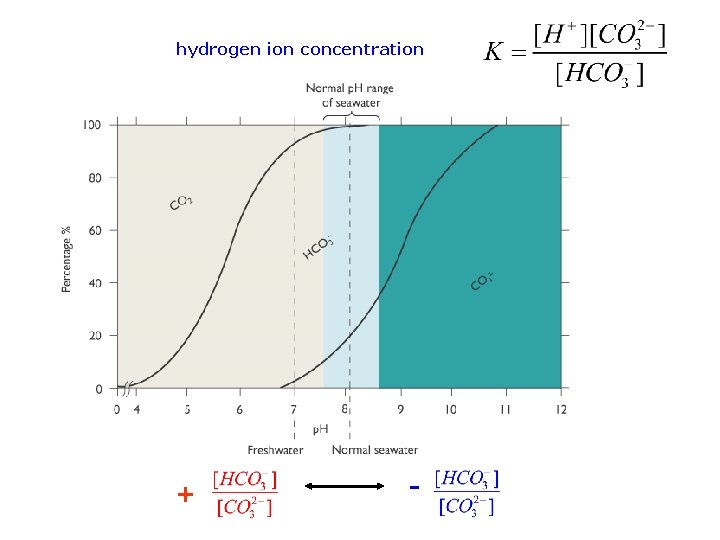 hydrogen ion concentration + - 