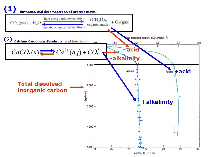 (1) (2) formation and decomposition of organic matter Calcium Carbonate dissolution and formation -