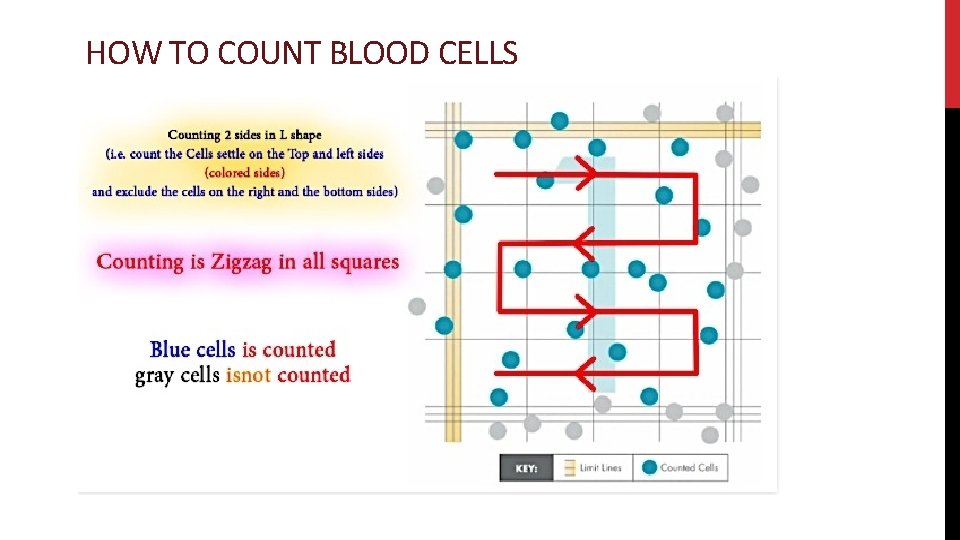 HOW TO COUNT BLOOD CELLS 