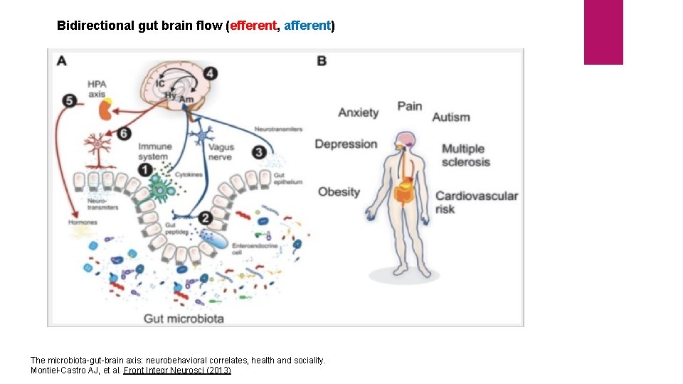 Bidirectional gut brain flow (efferent, afferent) The microbiota-gut-brain axis: neurobehavioral correlates, health and sociality.