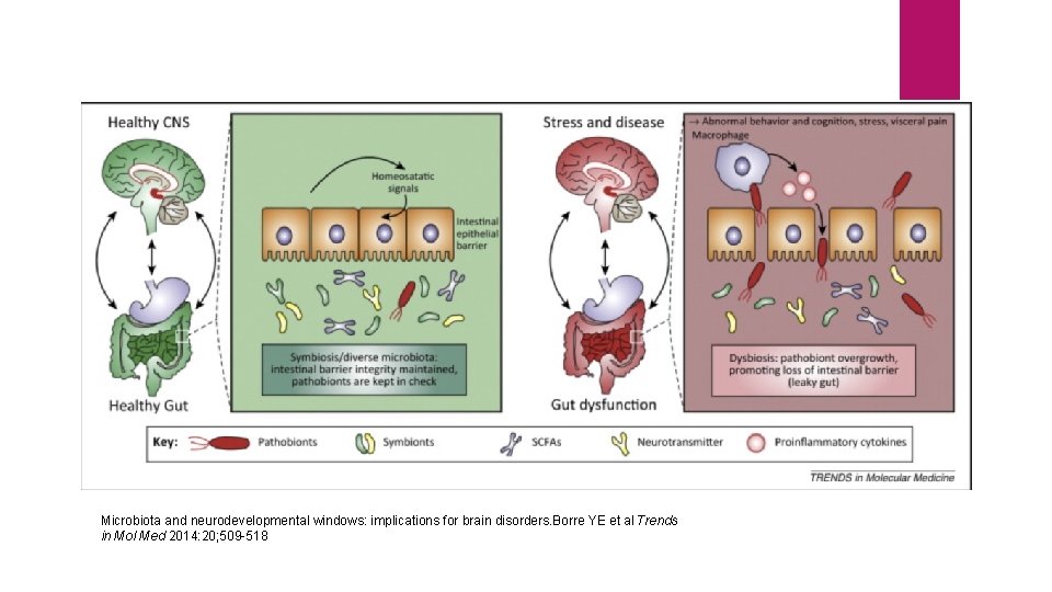 Microbiota and neurodevelopmental windows: implications for brain disorders. Borre YE et al Trends in