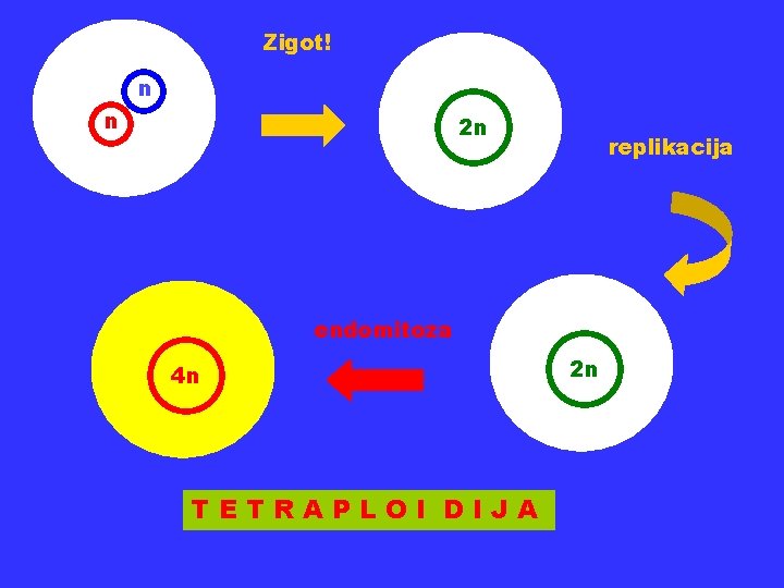 Zigot! n n 2 n replikacija endomitoza 4 n TETRAPLOI DIJA 2 n 