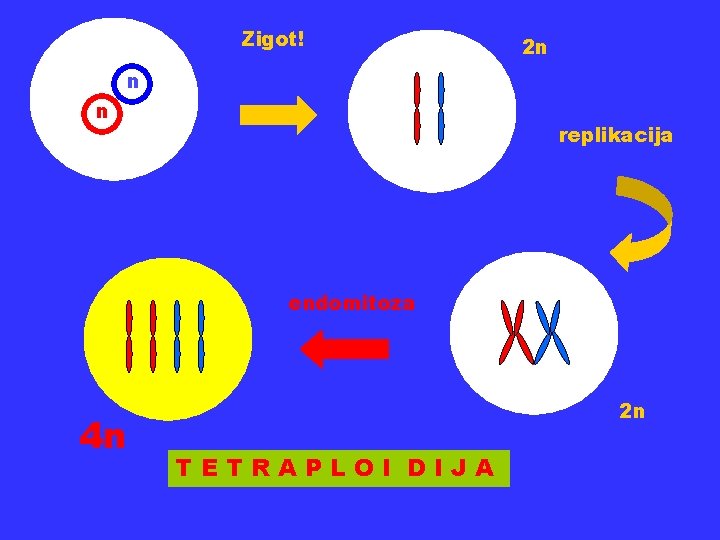 Zigot! 2 n n n replikacija endomitoza 4 n 2 n TETRAPLOI DIJA 