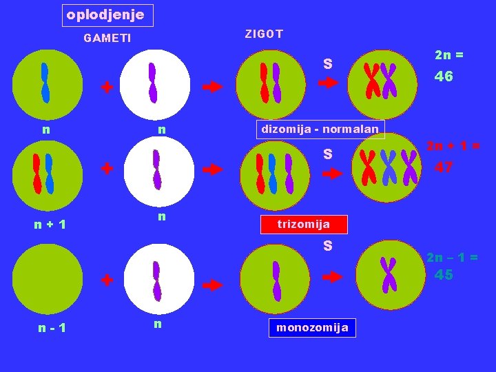 oplodjenje ZIGOT GAMETI S + n n+1 2 n + 1 = 47 trizomija