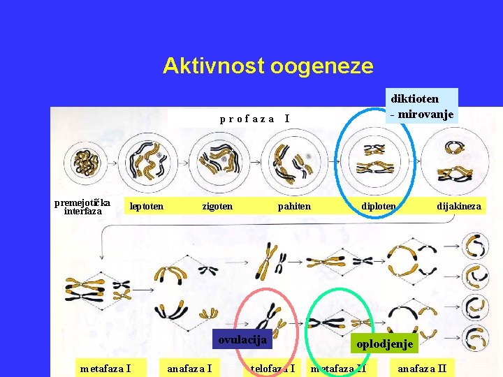 Aktivnost oogeneze profaza premejotička interfaza leptoten zigoten I pahiten ovulacija metafaza I anafaza I