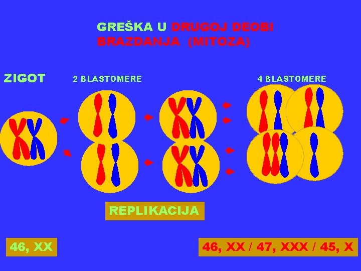 GREŠKA U DRUGOJ DEOBI BRAZDANJA (MITOZA) ZIGOT 2 BLASTOMERE 4 BLASTOMERE REPLIKACIJA 46, XX