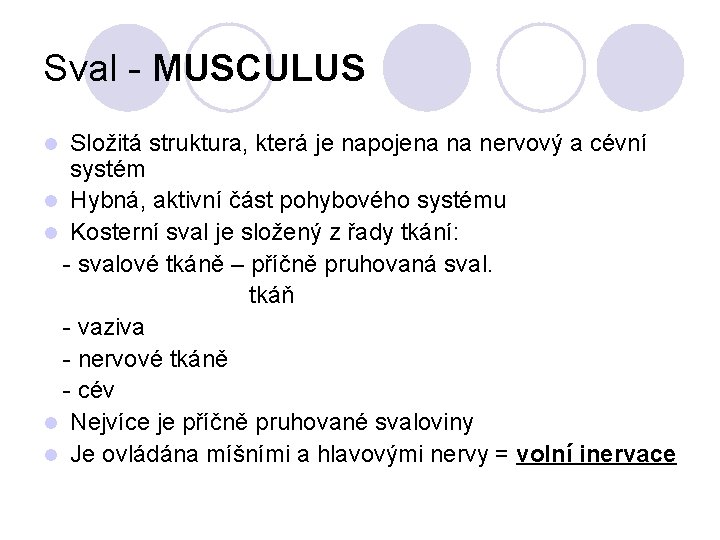 Sval - MUSCULUS Složitá struktura, která je napojena na nervový a cévní systém l