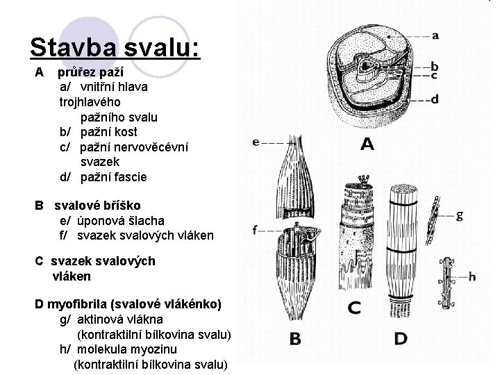 Stavba svalu: A průřez paží a/ vnitřní hlava trojhlavého pažního svalu b/ pažní kost