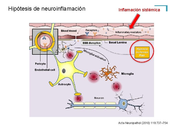 Hipótesis de neuroinflamación Inflamación sistémica Acta Neuropathol (2010) 119: 737– 754 