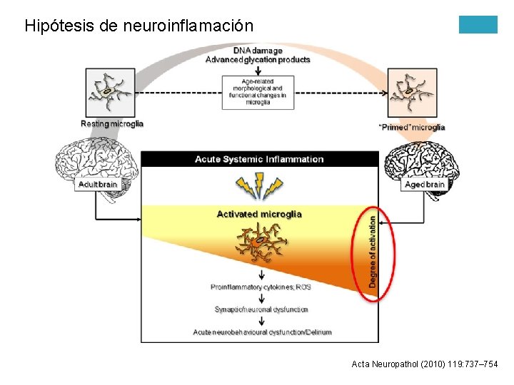 Hipótesis de neuroinflamación Acta Neuropathol (2010) 119: 737– 754 